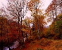 Autumn Colours Glen Lyon